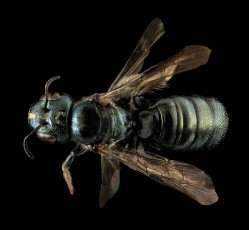 Картинка животные насекомые насекомое макросъемка