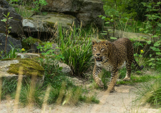 Картинка животные леопарды пятна кошка внимание интерес трава камни мох