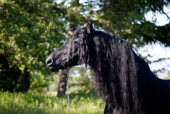 Картинка животные лошади грива вороной конь