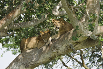 Картинка животные львы отдых хищник пара дерево