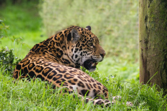 Картинка животные Ягуары кошка