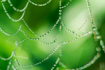 Картинка природа макро блеск зеленый капли паутина