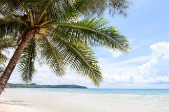 Картинка природа тропики песок пальма