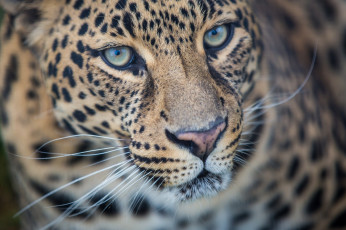 Картинка животные леопарды хищник глаза морда портрет