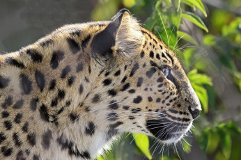 Картинка животные леопарды морда мех профиль кошка
