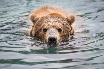 Картинка животные медведи гризли морда нос вода купание