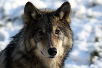 Картинка животные волки +койоты +шакалы хищник волк мех портрет