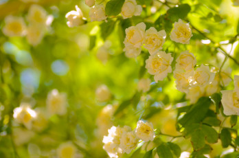 Картинка цветы розы жёлтые куст