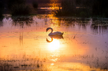 Картинка животные лебеди солнце грация вода отражение свет