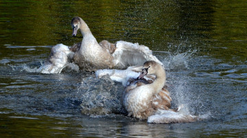 Картинка животные лебеди пара вода брызги крылья