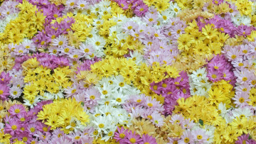 Картинка цветы хризантемы бутоны