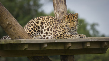 Картинка животные леопарды кошка пятна отдых настил зоопарк