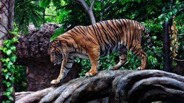 Картинка животные тигры мощь прогулка профиль бревно хищник полоски