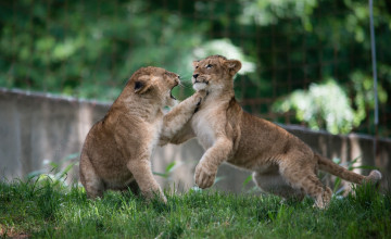 обоя животные, львы, львята, драка, игра, борьба, малыши, детеныши, пара
