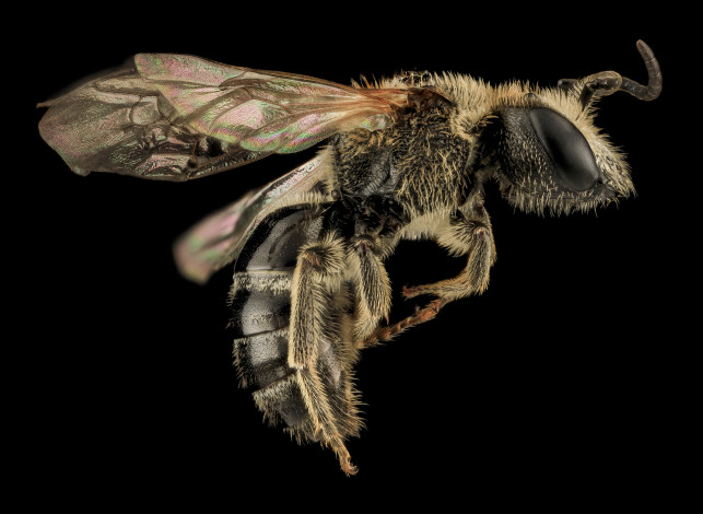 Обои картинки фото животные, пчелы,  осы,  шмели, насекомое, макросъемка