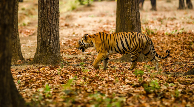Обои картинки фото животные, тигры, лес, полоски, хищник, маскировка, бенгальский