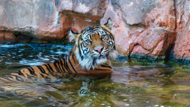 Обои картинки фото животные, тигры, купание, морда, кошка