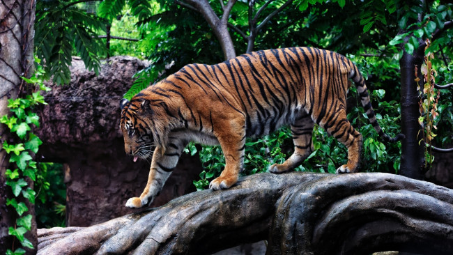 Обои картинки фото животные, тигры, мощь, прогулка, профиль, бревно, хищник, полоски