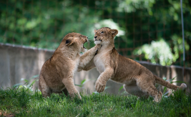 Обои картинки фото животные, львы, львята, драка, игра, борьба, малыши, детеныши, пара