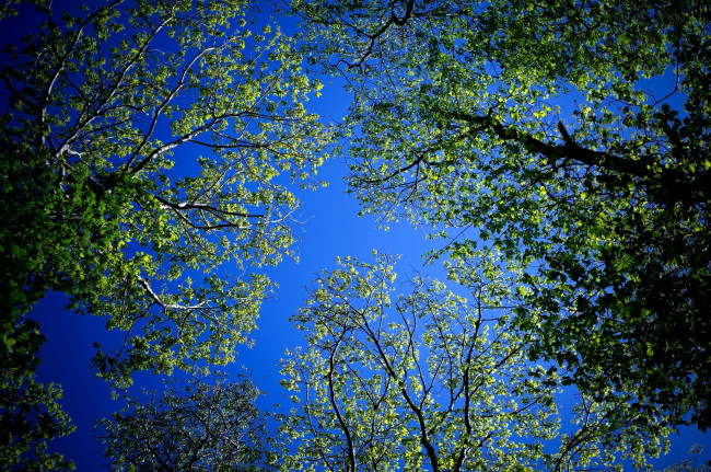 Обои картинки фото природа, лес, листва, деревья, небо, кроны, ветки