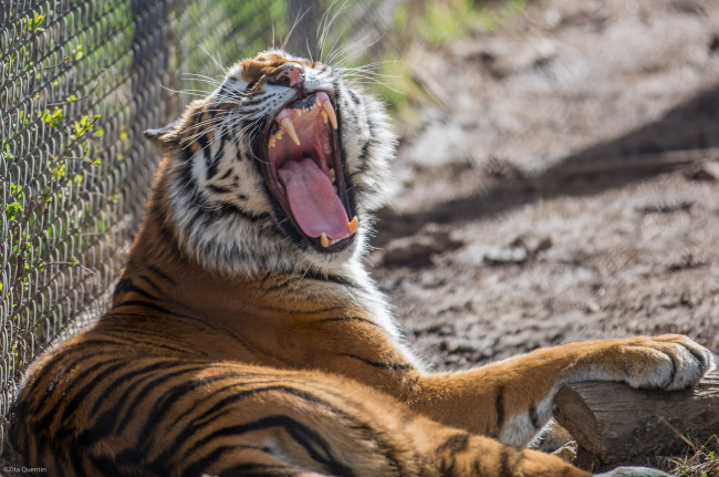 Обои картинки фото животные, тигры, клыки, пасть, зевает, кошка, зоопарк, решетка, отдых