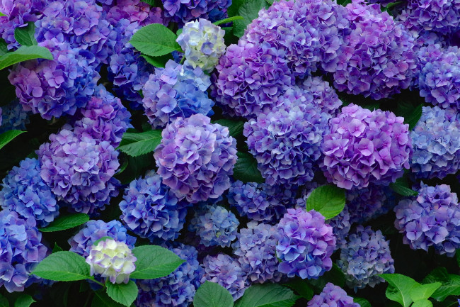 Обои картинки фото цветы, гортензия, фиолетовый, шары