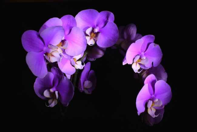 Обои картинки фото цветы, орхидеи, ветка