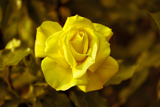 Обои картинки фото цветы, розы, желтый, лепестки