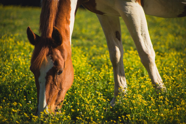 Обои картинки фото животные, лошади, трава, цветы, грива, пастбище, луг, морда, конь