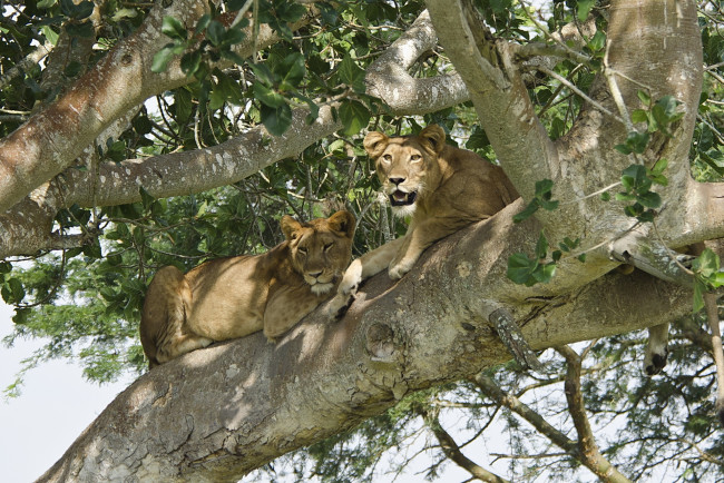 Обои картинки фото животные, львы, отдых, хищник, пара, дерево