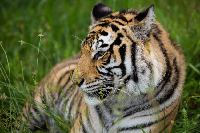 Обои картинки фото животные, тигры, трава, отдых, хищник, профиль