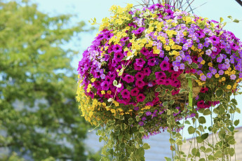 Картинка цветы петунии +калибрахоа вазон разноцветные