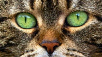 Картинка животные коты кот портрет глаза макро
