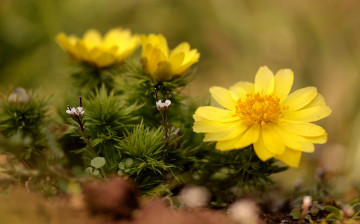 Картинка цветы адонисы+ горицветы желтый адонис горицвет макро