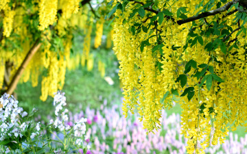 Картинка цветы глициния вистерия гроздья желтая