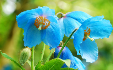 Картинка цветы маки макро красота голубой мак