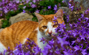 Картинка животные коты цветы рыжий кот