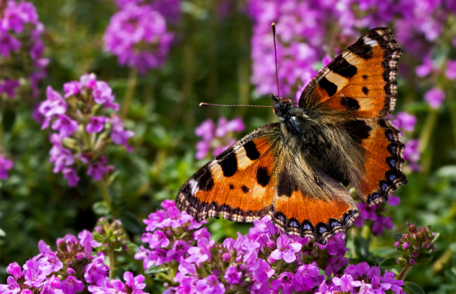 Обои картинки фото животные, бабочки,  мотыльки,  моли, лето, цветы, крылья, насекомое, бабочка
