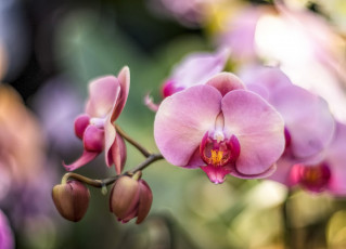 обоя цветы, орхидеи, цвет, лепестки, орхидея, цветение