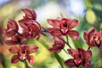 Картинка цветы орхидеи орхидея цветение лепестки цвет