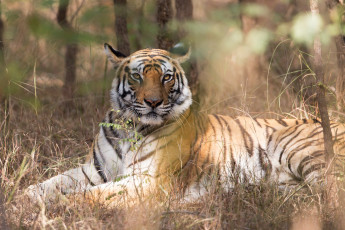 Картинка животные тигры хищник шерсть окрас тигр