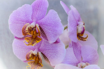 Картинка цветы орхидеи лепестки цветение орхидея бутоны
