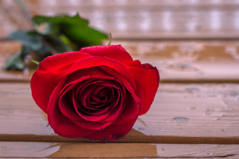 Картинка цветы розы пестрая роза бутон макро