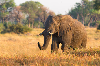 Картинка животные слоны слон хобот красивый большой