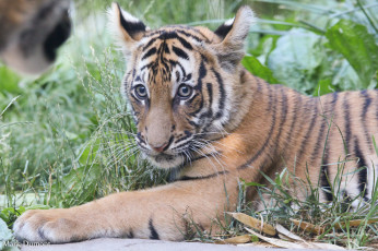 Картинка животные тигры хищник шерсть окрас тигр