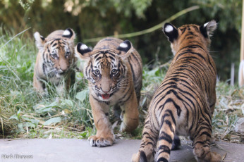 Картинка животные тигры шерсть хищник окрас тигр