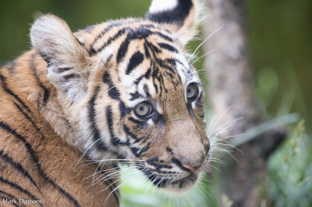 Картинка животные тигры тигр хищник шерсть окрас