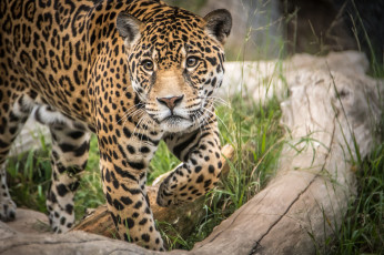 Картинка животные Ягуары хищник опасен животное шерсть ягуар окрас