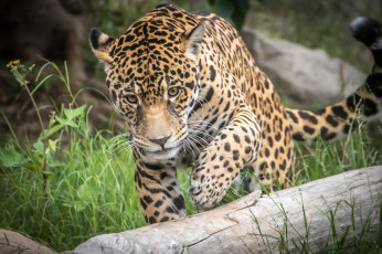 Картинка животные Ягуары хищник опасен животное шерсть окрас ягуар