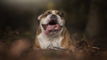 Картинка животные собаки листья морда лес английский бульдог осень собака язык